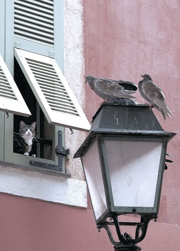 开云官网-丹佛的智慧，约基奇如何以尼克斯封锁太阳的战术哲学主宰赛场