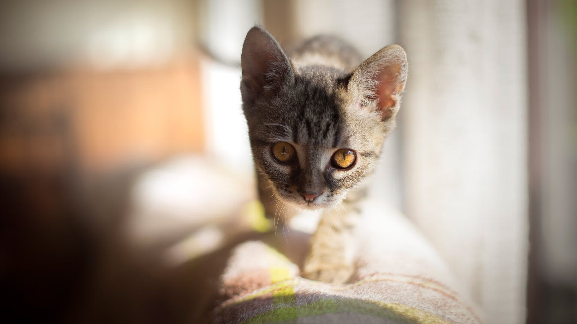 开云体育视频直播-决赛烽火，乌克兰与哥斯达黎加的欧冠血拼